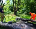 Brandweer blust boomstam na oversteek
