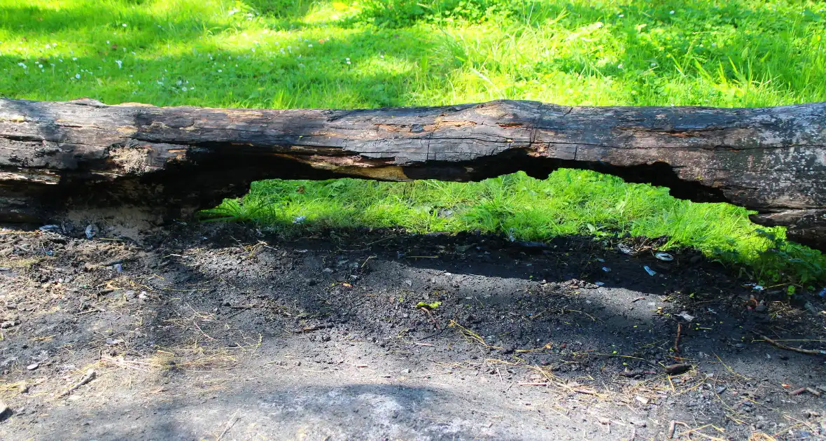 Brandweer blust boomstam na oversteek - Foto 1