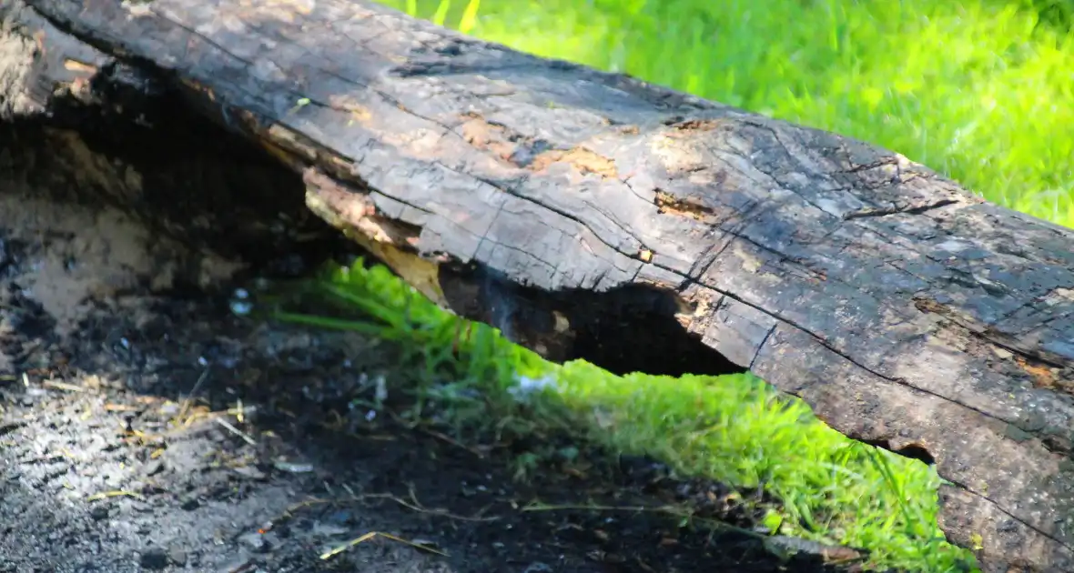 Brandweer blust boomstam na oversteek - Foto 6