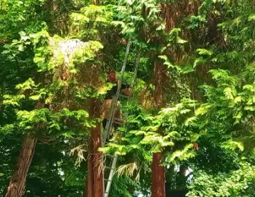 Brandweer meermaals ingezet voor kat in boom
