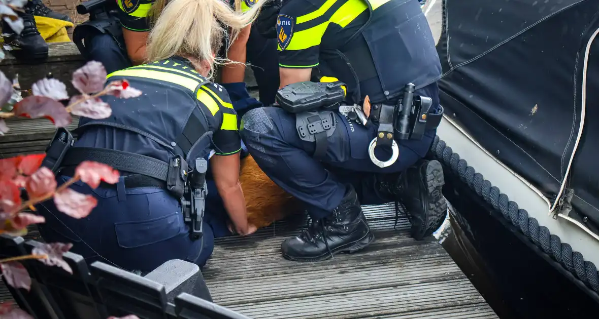 Hert gered uit de Rijn na sprongetje te water