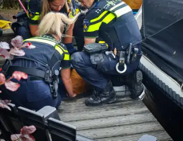 Hert gered uit de Rijn na sprongetje te water