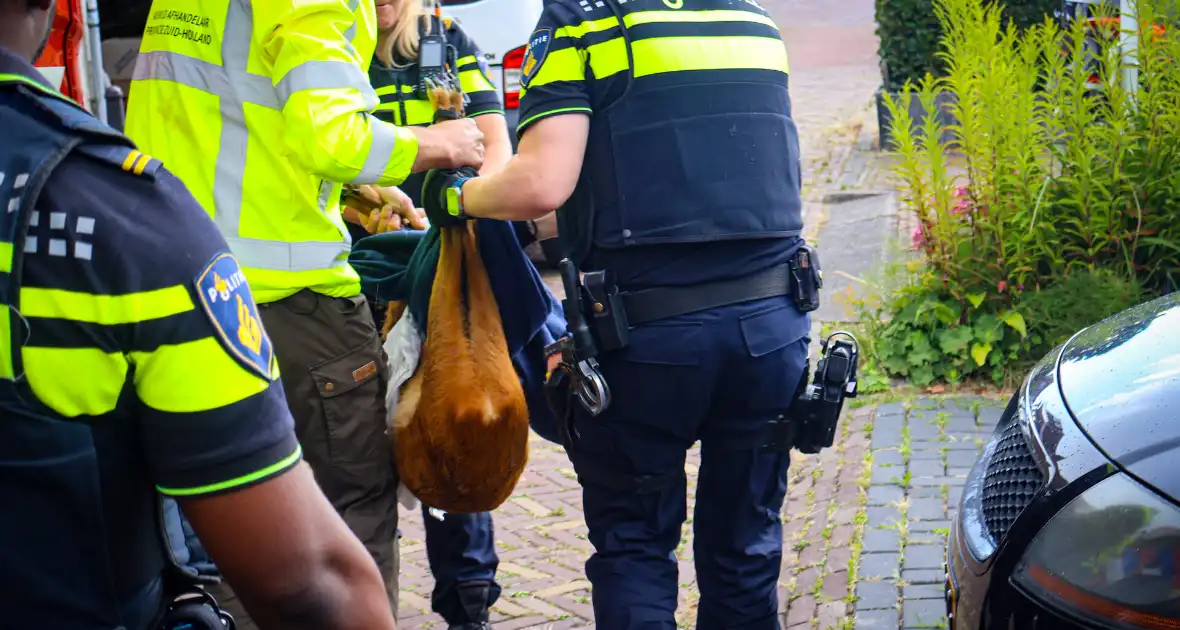 Hert gered uit de Rijn na sprongetje te water - Foto 10