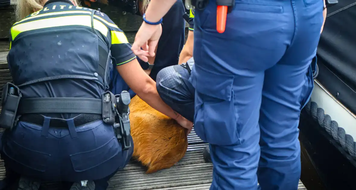 Hert gered uit de Rijn na sprongetje te water - Foto 4