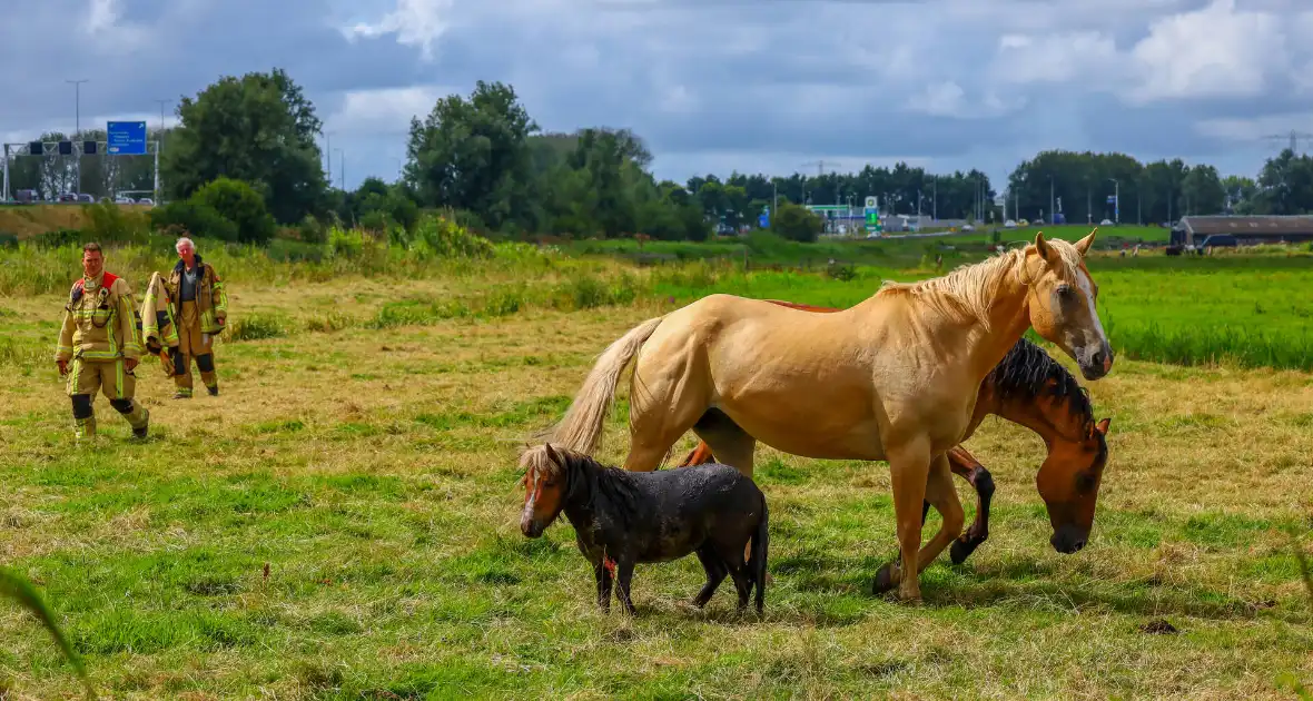 Brandweer redt pony uit moddersloot
