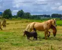 Brandweer redt pony uit moddersloot