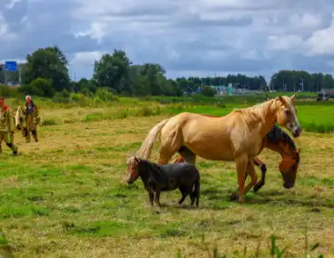 Brandweer redt pony uit moddersloot