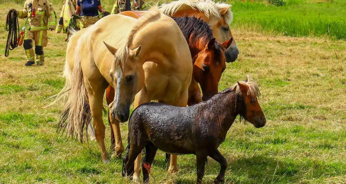 Brandweer redt pony uit moddersloot - Foto 1