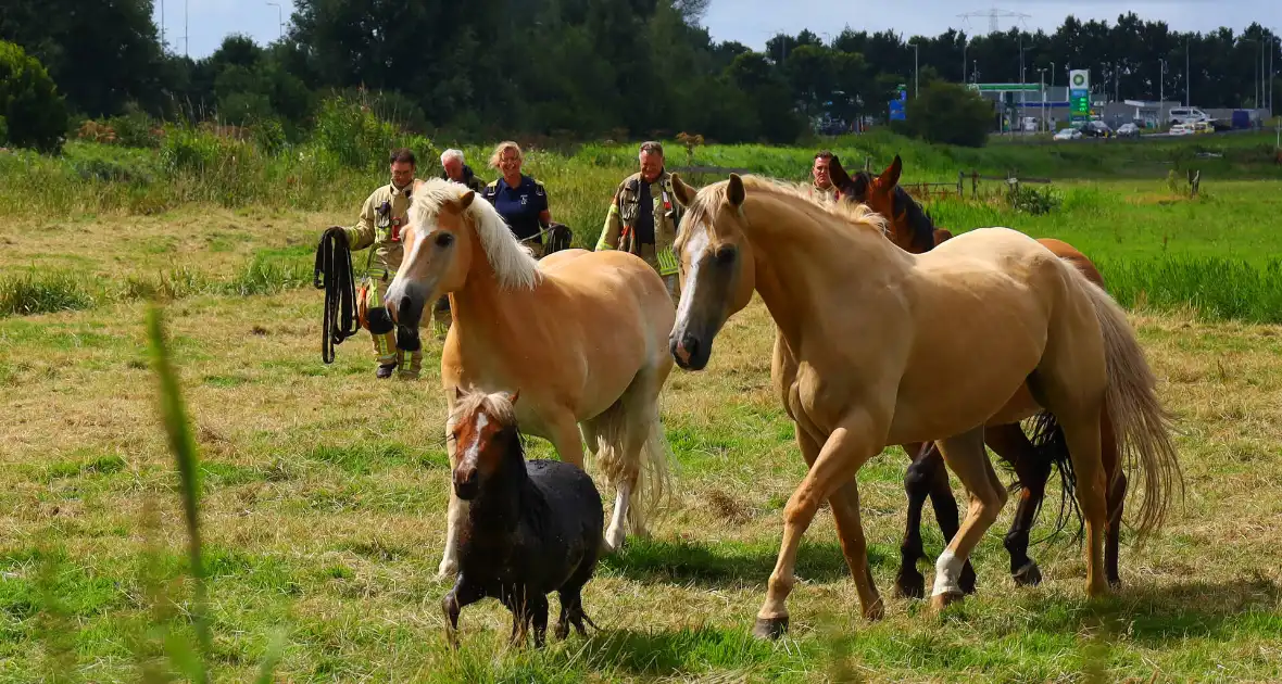 Brandweer redt pony uit moddersloot - Foto 2