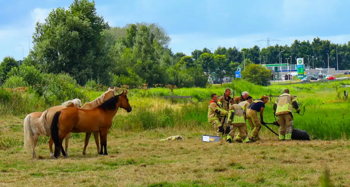 Brandweer redt pony uit moddersloot - Foto 3