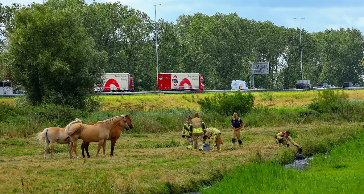 Brandweer redt pony uit moddersloot - Foto 4
