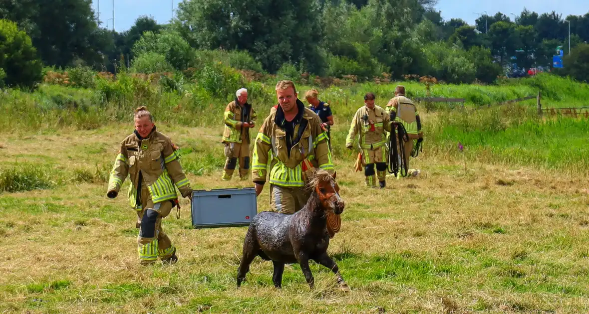 Brandweer redt pony uit moddersloot - Foto 5