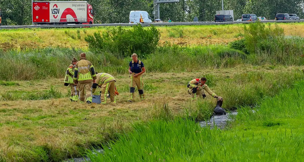 Brandweer redt pony uit moddersloot - Foto 6