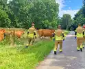 Koe ontsnapt en vast in wildrooster