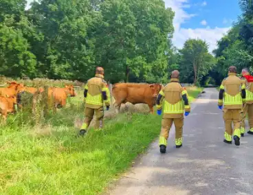 Koe ontsnapt en vast in wildrooster