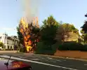 Flinke vlammen bij brand in conifeer