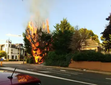 Flinke vlammen bij brand in conifeer