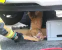 Kat bevrijdt uit motorcompartiment