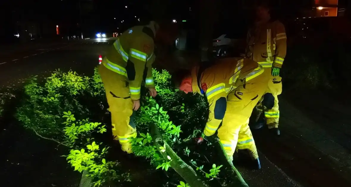 Brandweer verwijdert afgebroken boomtak - Foto 2