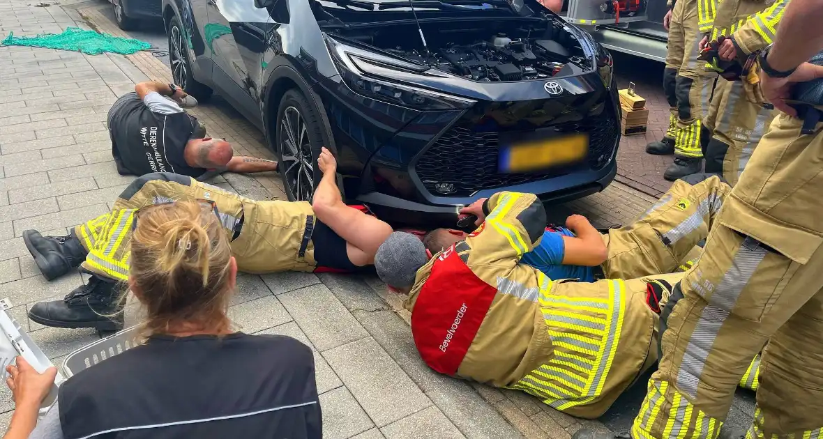Kat vast in auto, brandweer schiet te hulp - Foto 6