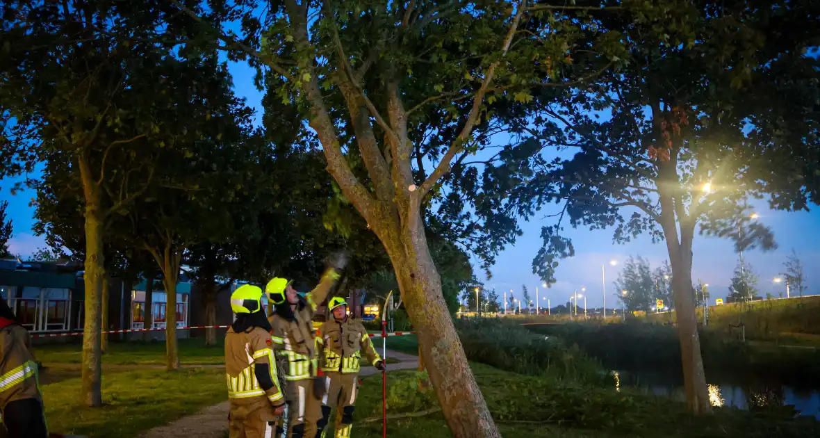Brandweer zaagt takken van schuinstaande boom af - Foto 11