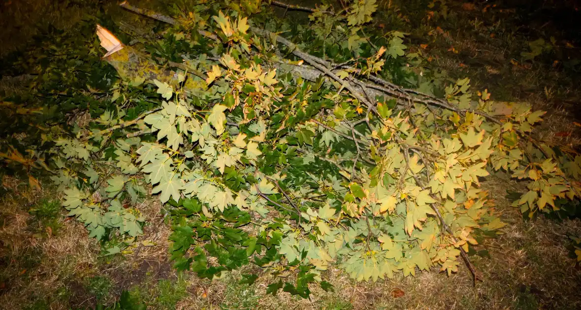 Brandweer zaagt takken van schuinstaande boom af - Foto 4