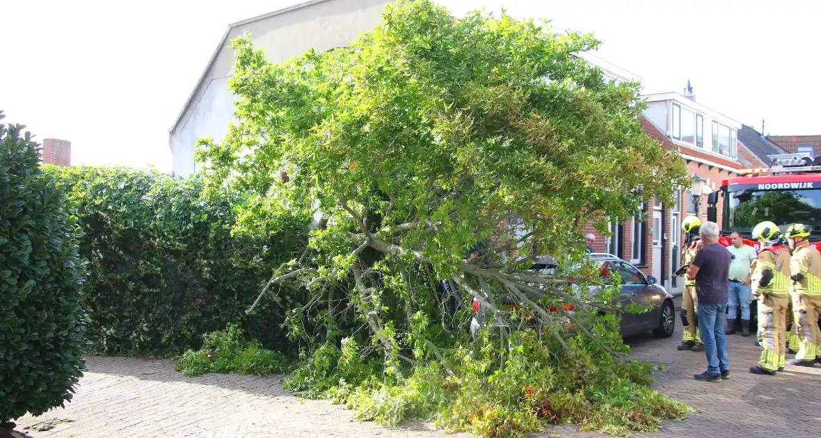 Brandweer in actie na omgewaaide boom - Foto 1