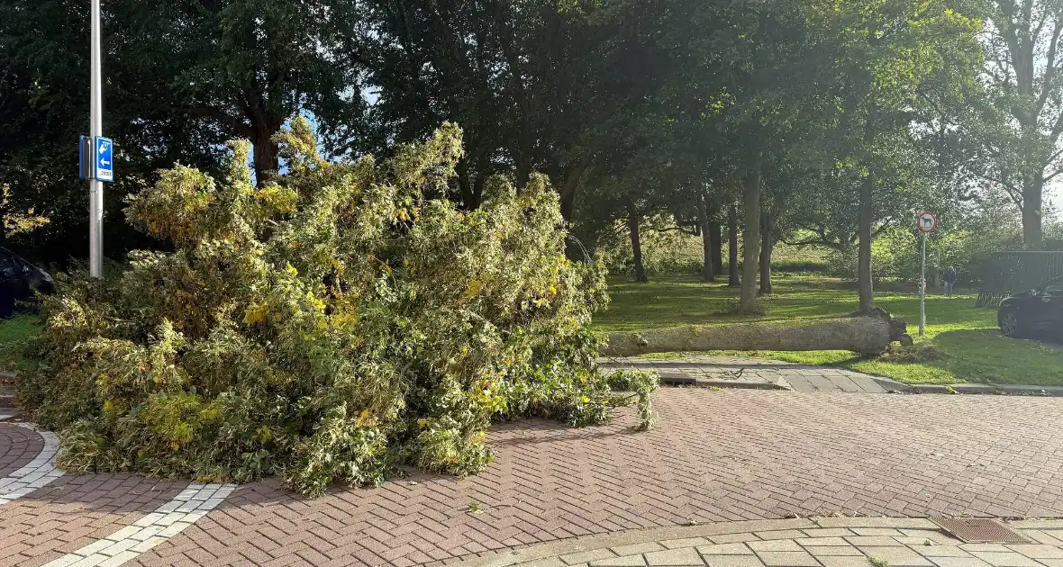 Storm legt boom op weg