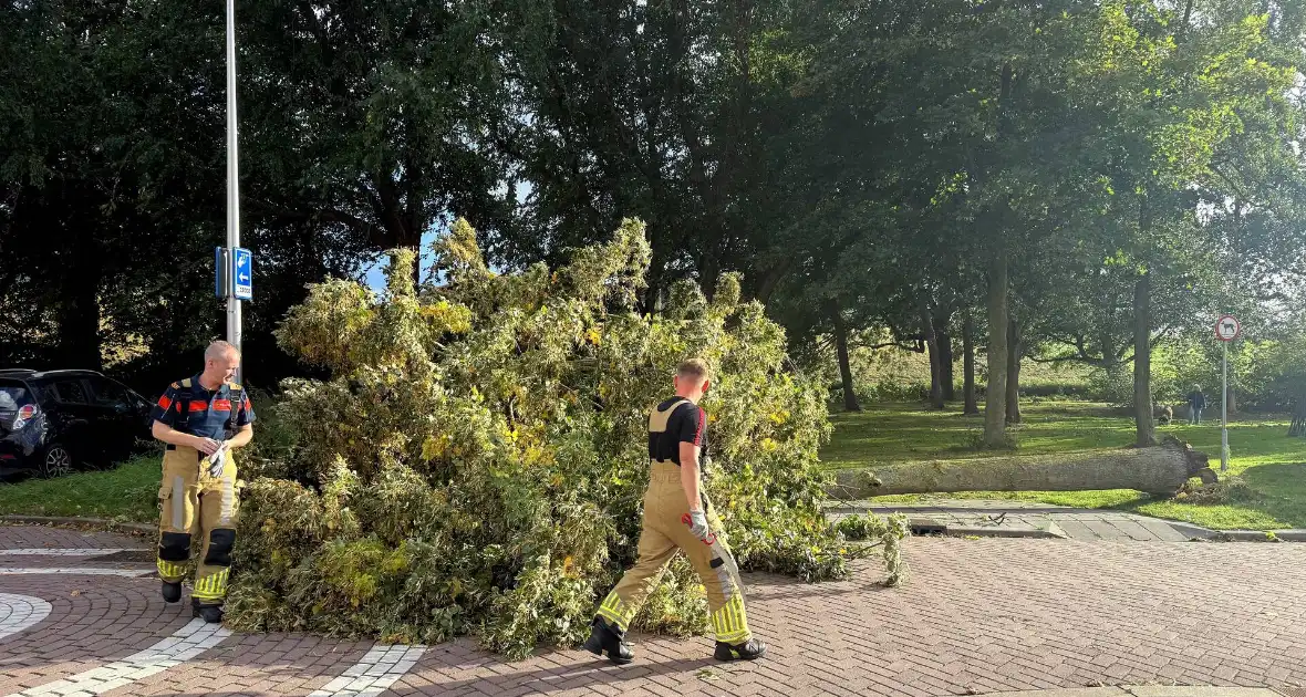 Storm legt boom op weg - Foto 1