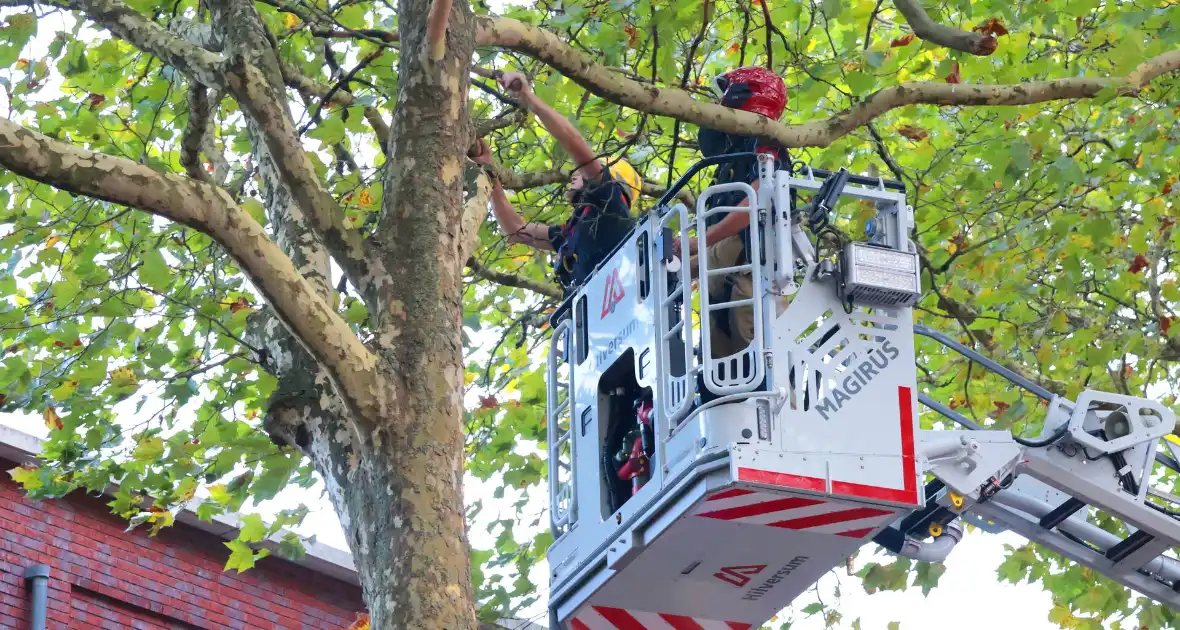 Brandweer verwijdert takken uit boom na natuurincident - Foto 2