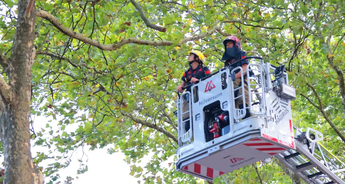 Brandweer verwijdert takken uit boom na natuurincident - Foto 4
