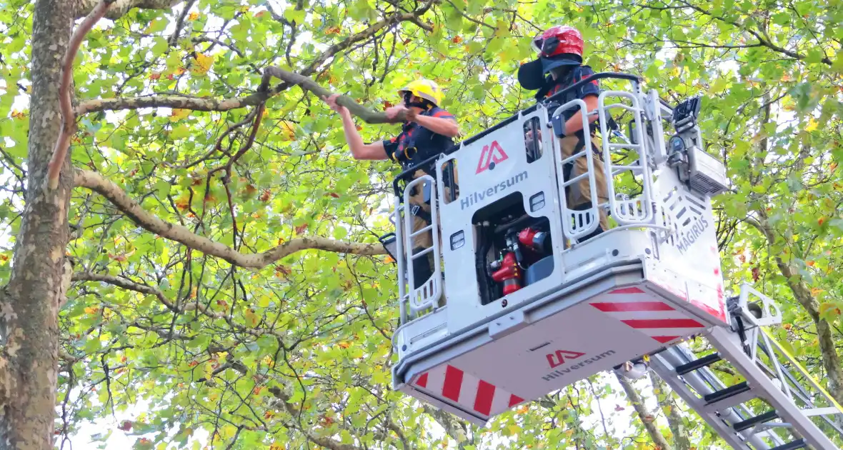 Brandweer verwijdert takken uit boom na natuurincident - Foto 5