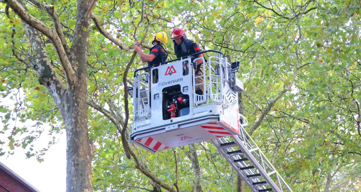 Brandweer verwijdert takken uit boom na natuurincident - Foto 6