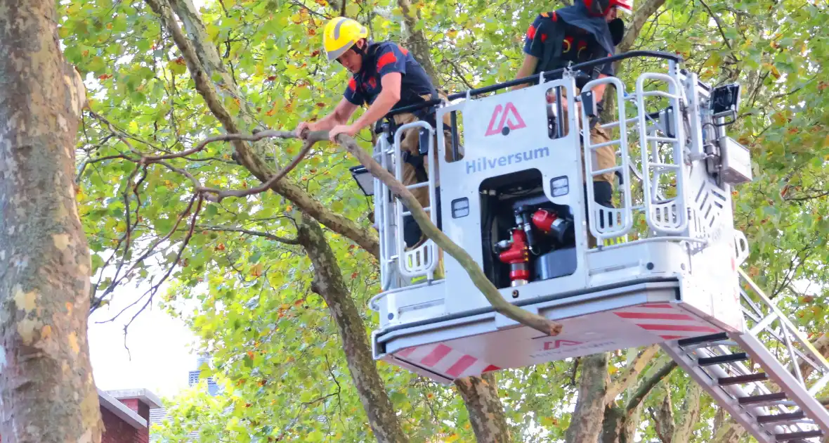 Brandweer verwijdert takken uit boom na natuurincident - Foto 7