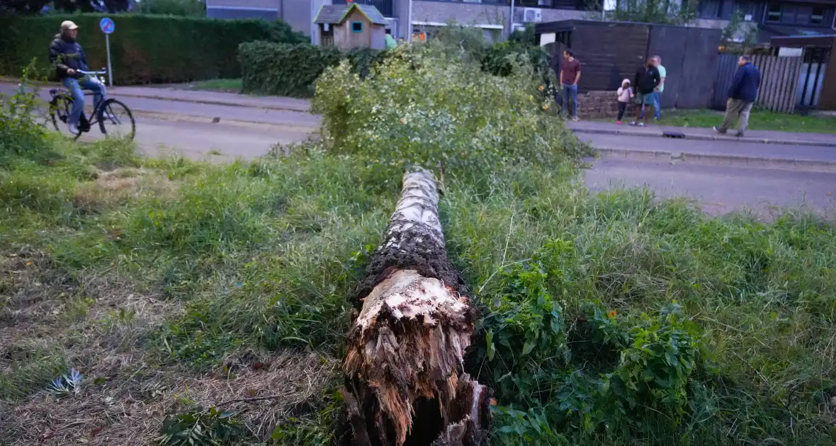 Boom blokkeert weg na zware wind - Foto 1
