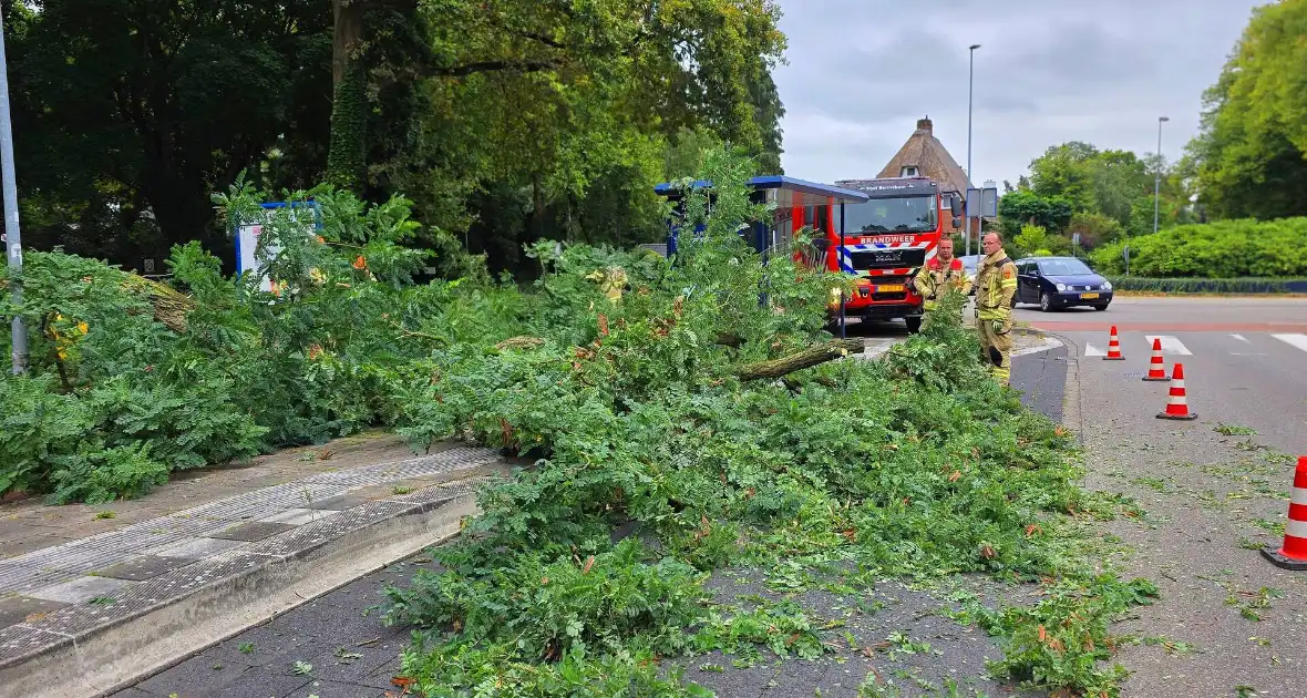 Omgevallen de boom mist fietser op haar na