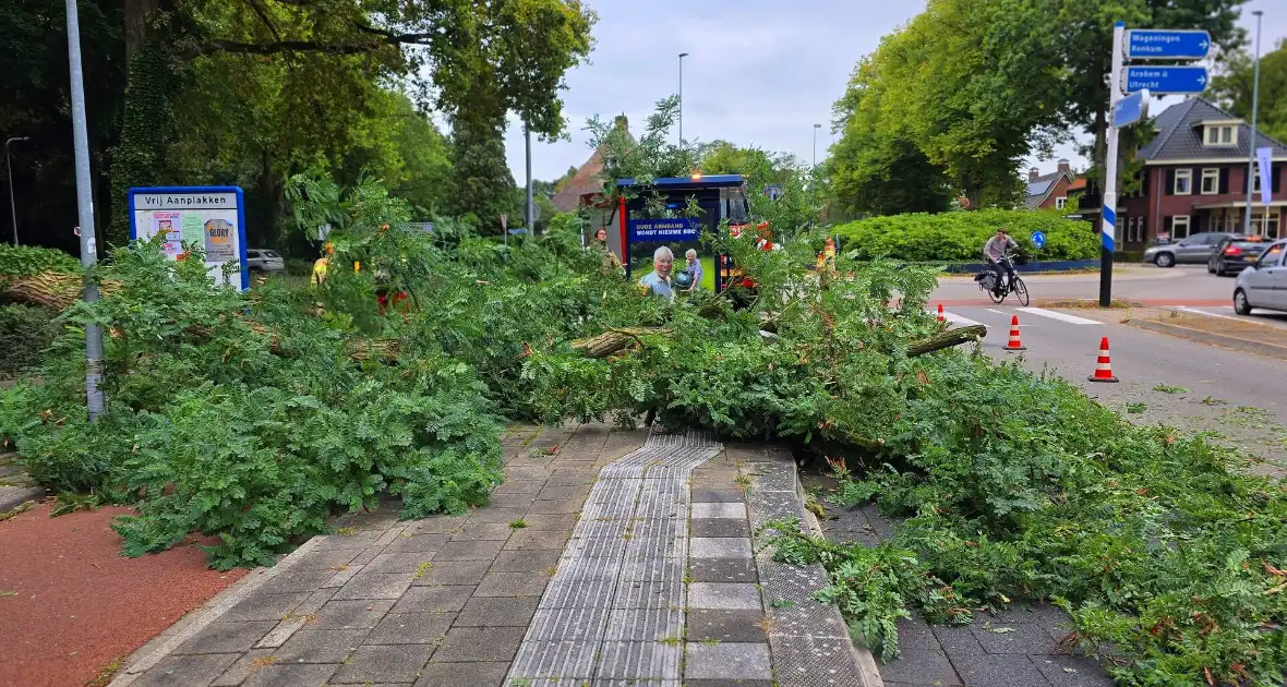 Omgevallen de boom mist fietser op haar na - Foto 3