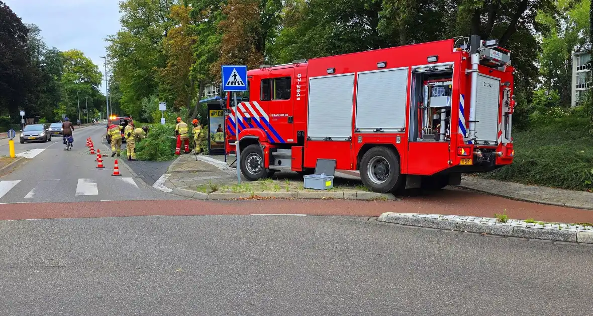 Omgevallen de boom mist fietser op haar na - Foto 4
