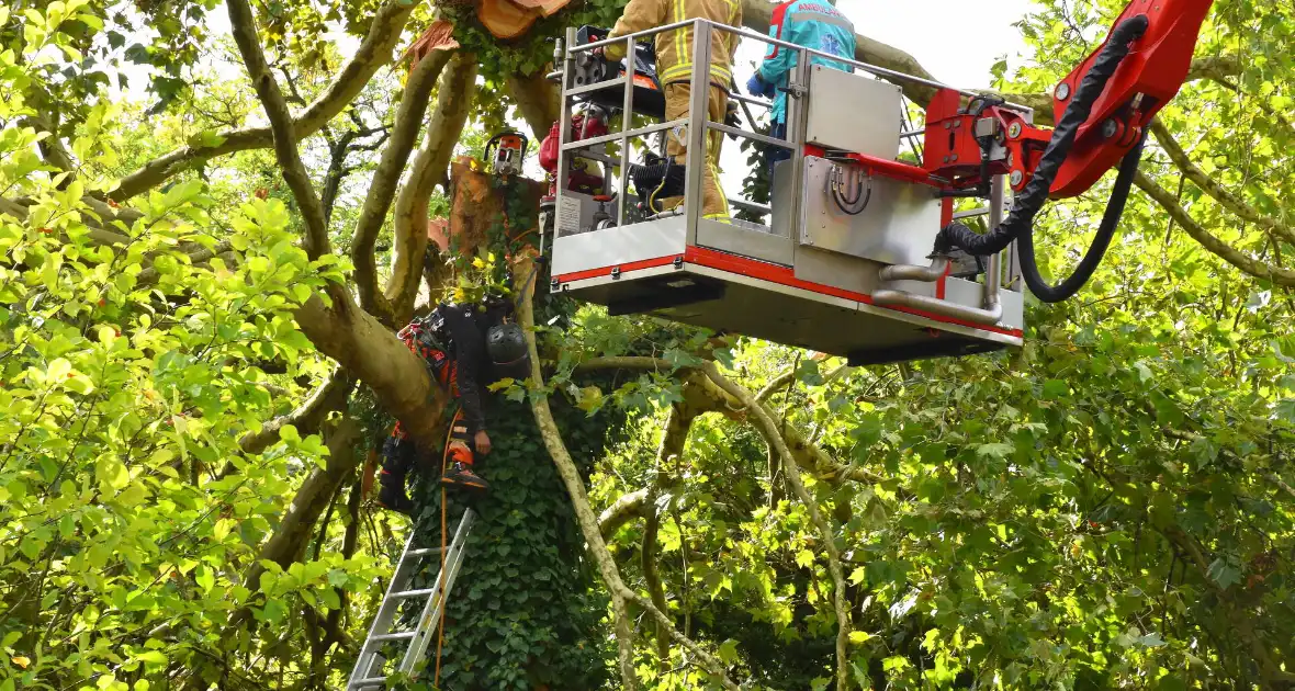 Man overlijdt na ongeluk tijdens boom snoeien - Foto 10