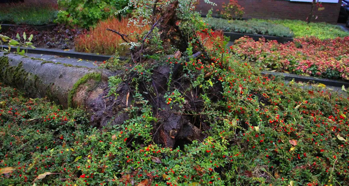 Storm veroorzaakt schade door omgevallen boom - Foto 13