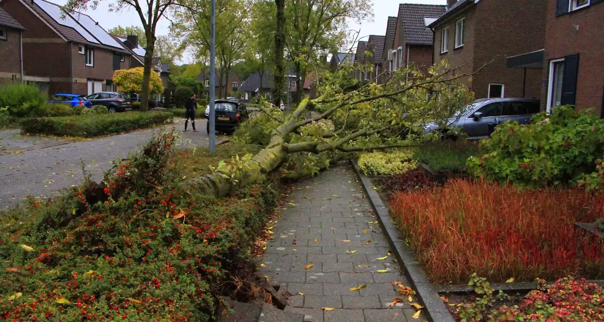 Storm veroorzaakt schade door omgevallen boom - Foto 14