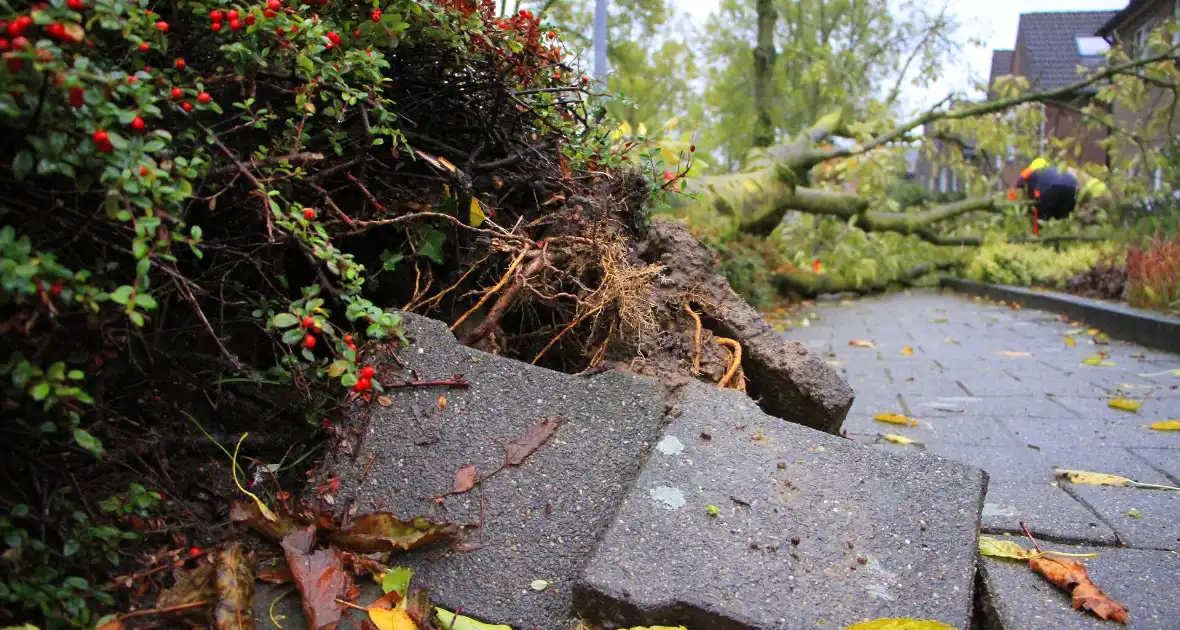 Storm veroorzaakt schade door omgevallen boom - Foto 5