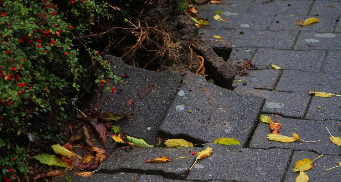 Storm veroorzaakt schade door omgevallen boom - Foto 9