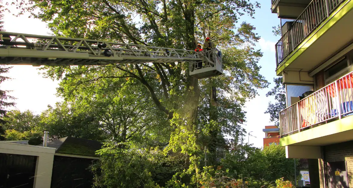 Storm veroorzaakt schade door afgebroken takken - Foto 8