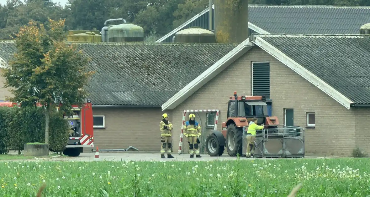 Varkens raken in de problemen bij mestput