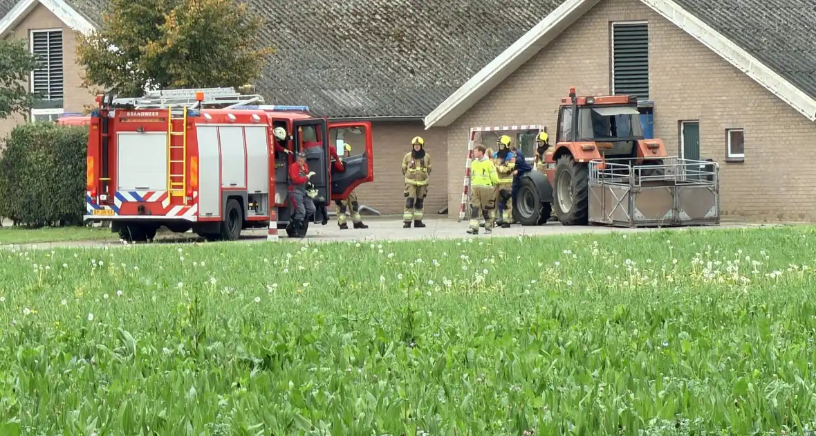Varkens raken in de problemen bij mestput - Foto 1