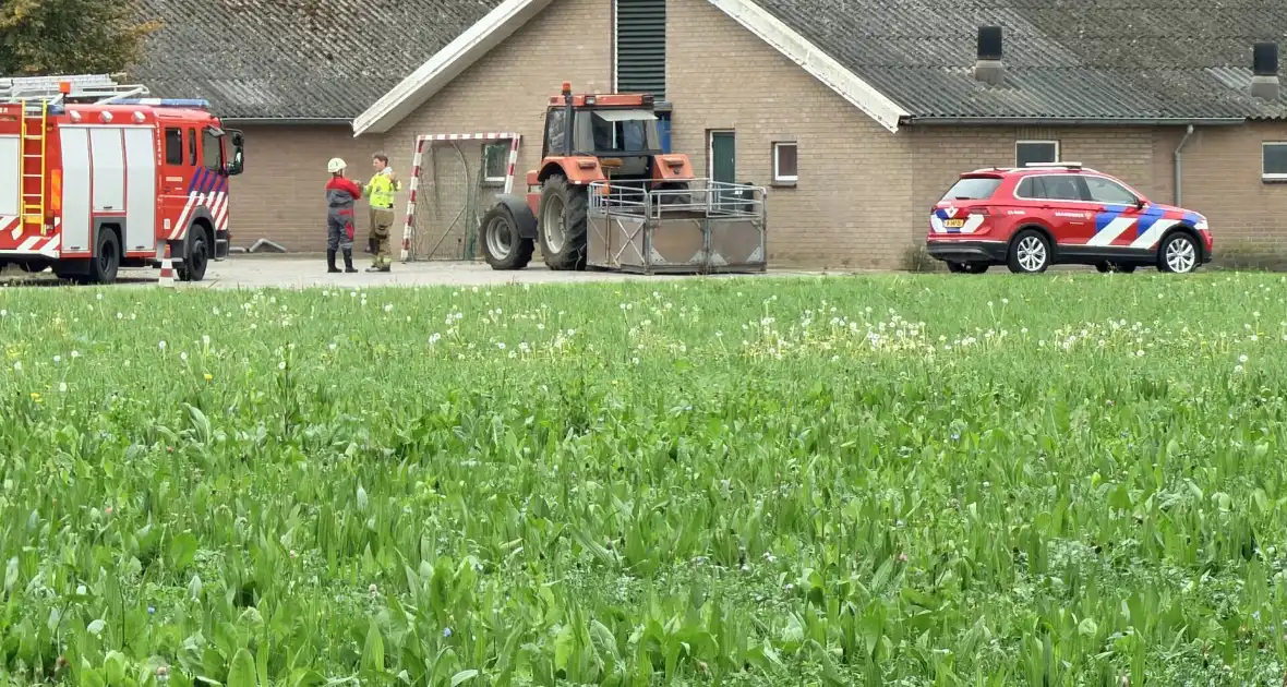 Varkens raken in de problemen bij mestput - Foto 3