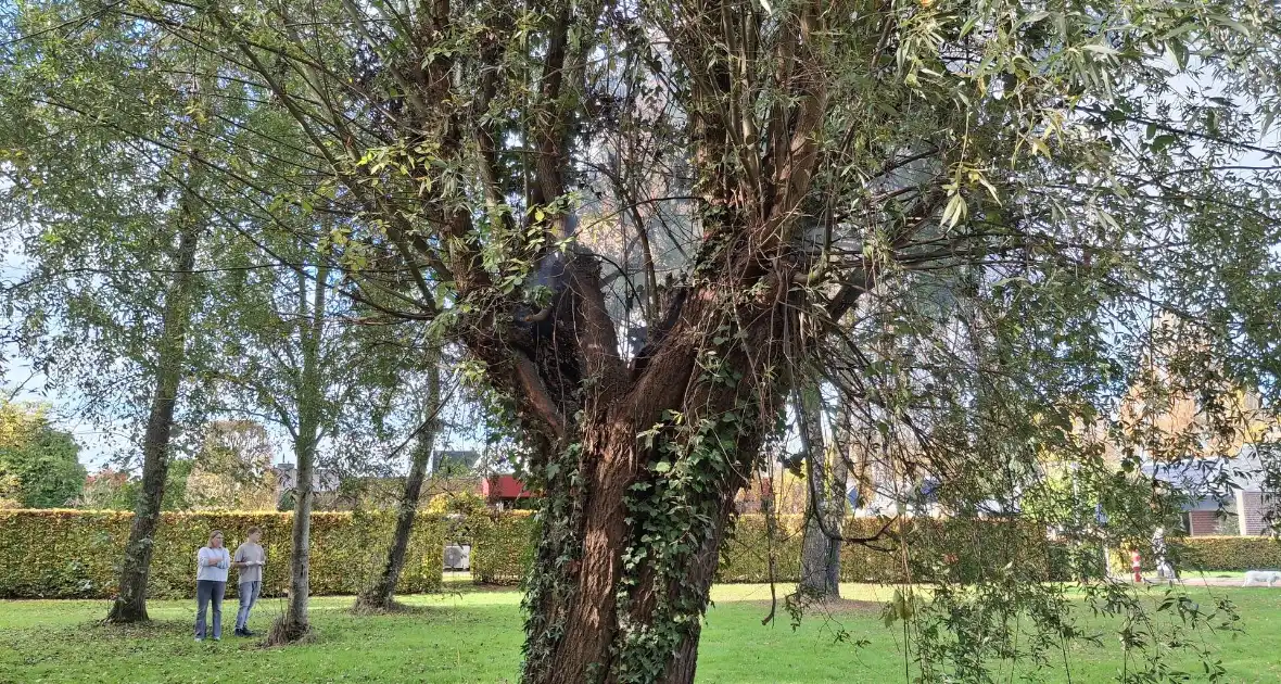 Boombrand trekt publiek - Foto 4