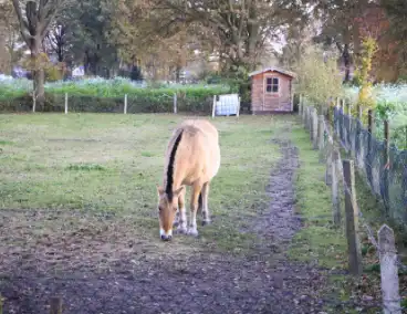 Paard vast tussen prikkeldraad