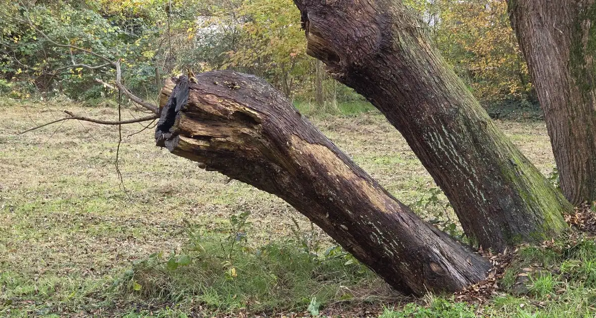 Brandweer blust brand in boomstronk - Foto 2